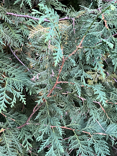 Thuja occidentalis, photograph 6