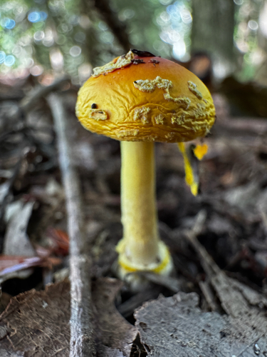 Frost's Amanita