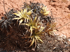 Deuterocohnia longipetala