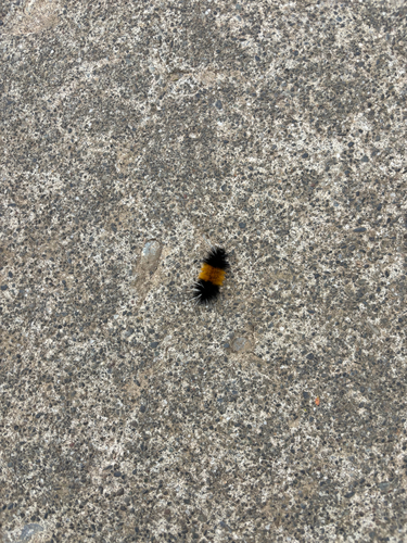 Spotted Tussock Moth