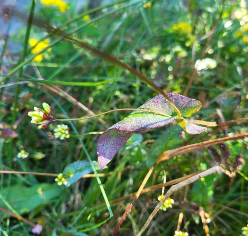 arrow-leaved tearthumb