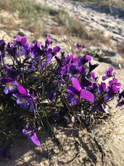 Viola tricolor curtisii