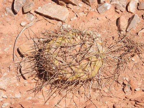 Opuntia sulphurea, photograph 1