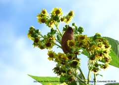 Conirostrum rufum