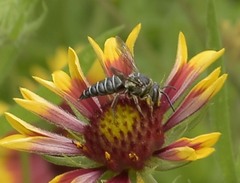 Synocoelioxys