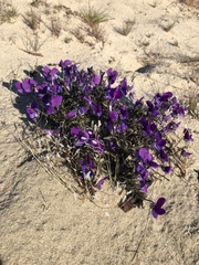Viola tricolor curtisii