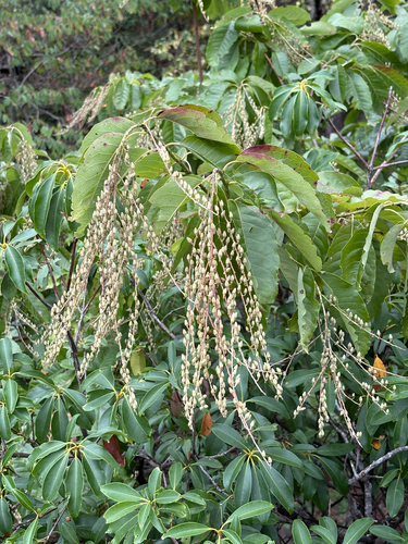 sourwood