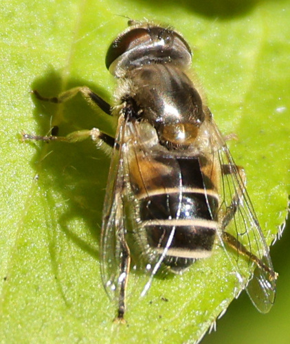 Eurasian Drone Fly