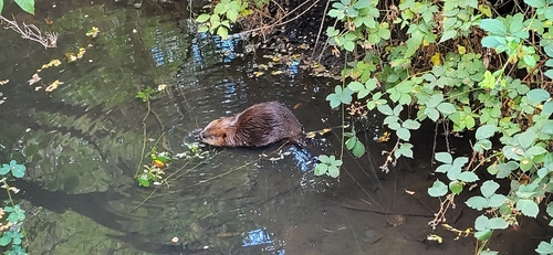 American Beaver