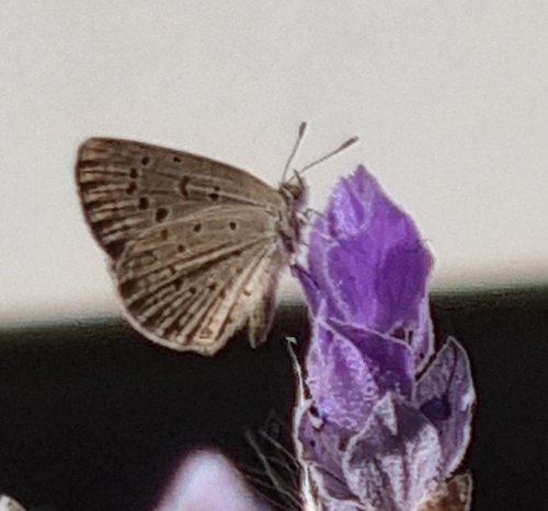 African Grass Blue