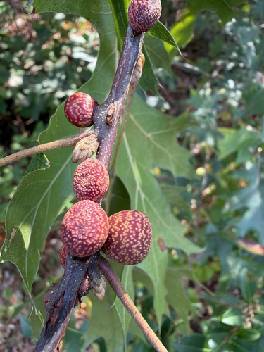 Banded Bullet Gall Wasp