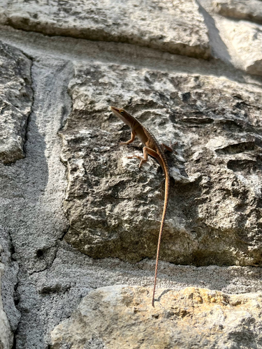 Green Anole