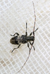 Leiopus linnei