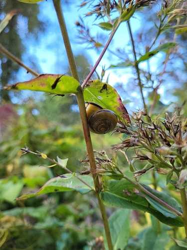 Brown-lipped Snail