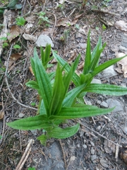 Gentiana asclepiadea