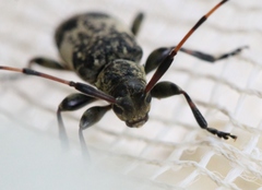 Leiopus linnei