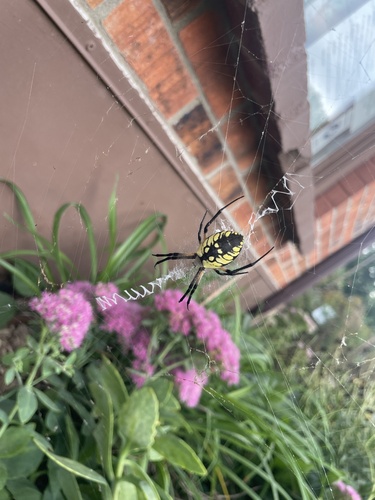 Yellow Garden Spider