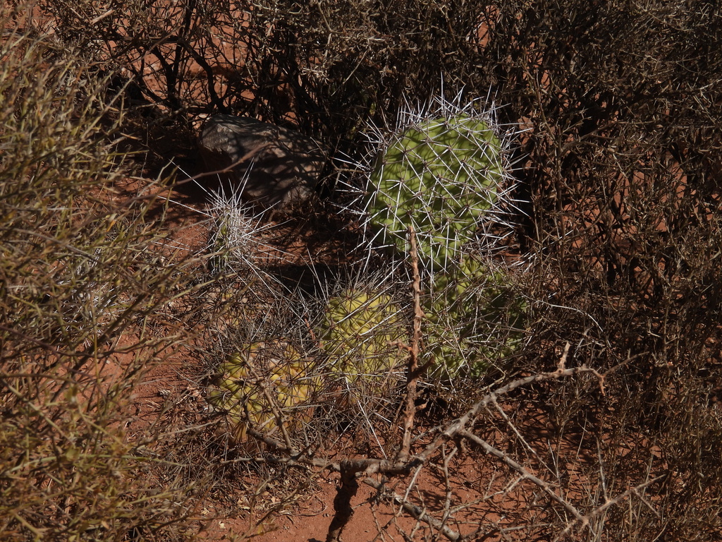 Opuntia sulphurea; photograph author not stated, no rights reserved