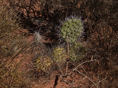 Opuntia sulphurea