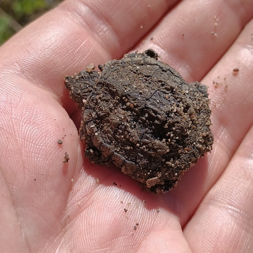 Common Snapping Turtle