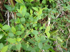 Spiraea formosana