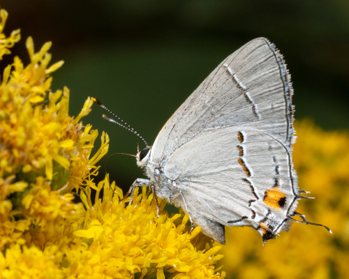 Gray Hairstreak