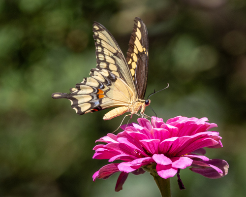 Western Giant Swallowtail