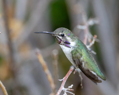 Costa's Hummingbird