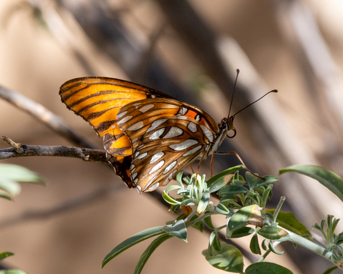 Gulf Fritillary