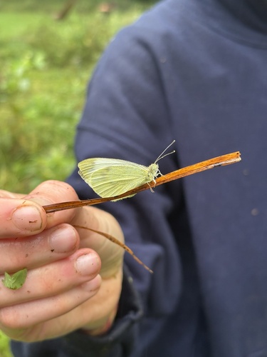 Small White