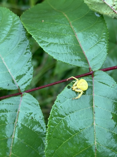 White-banded Crab Spider