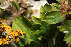 Phyllocoptes goniothorax