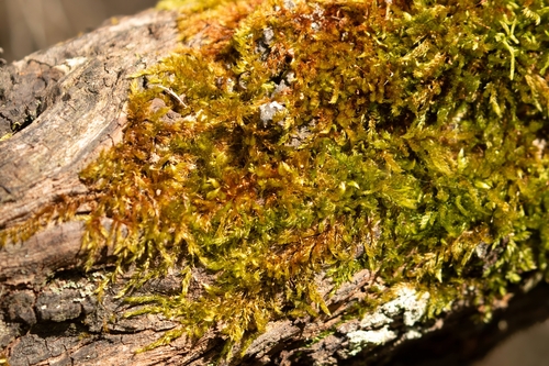 Rhaphidostegium, 2026-09-20