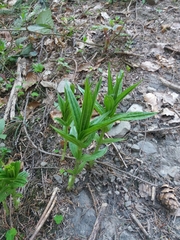 Gentiana asclepiadea