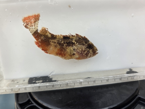 Redfin Velvetfish