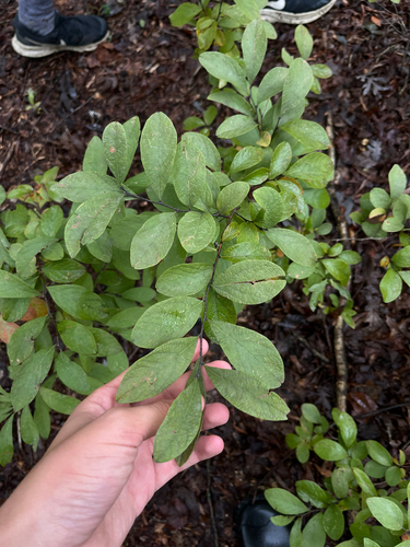 Gaylussacia frondosa, 2026-09-23