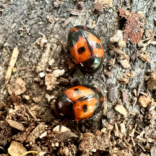 Diaperis maculata, 2026-09-23