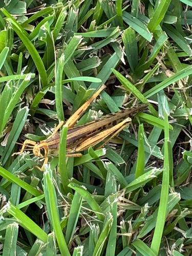 American Bird Grasshopper