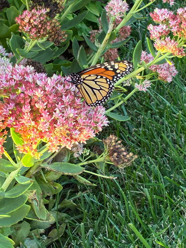 Monarch