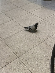 Columba livia domestica