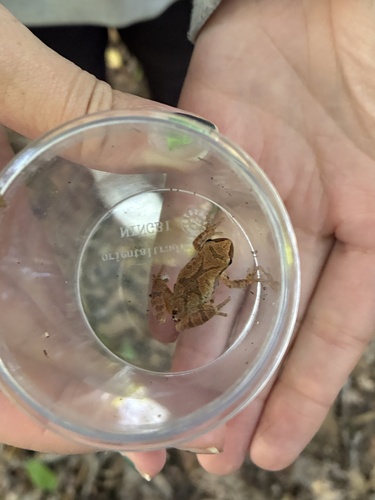 Spring Peeper
