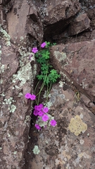 Oxalis arenaria