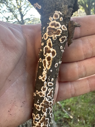 Giraffe Spots