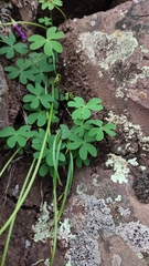 (c) Constanza Vargas Villegas, some rights reserved (CC BY) Oxalis arenaria, photograph (c) Constanza Vargas Villegas, some rights reserved (CC BY)