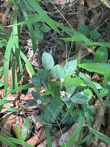 Lavender Sorrel
