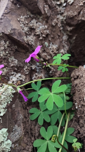 Oxalis arenaria, photograph 3