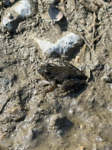 Blanchard's Cricket Frog
