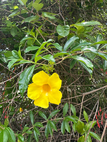 Golden Trumpet