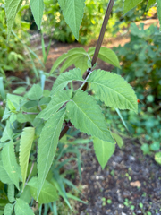 Bidens pilosa, photograph (c) Mark Valen, some rights reserved (CC BY)