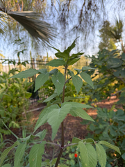 Bidens pilosa, photograph (c) Mark Valen, some rights reserved (CC BY)